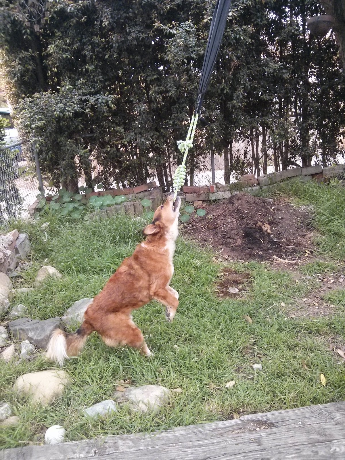 how to make a spring pole for a dog