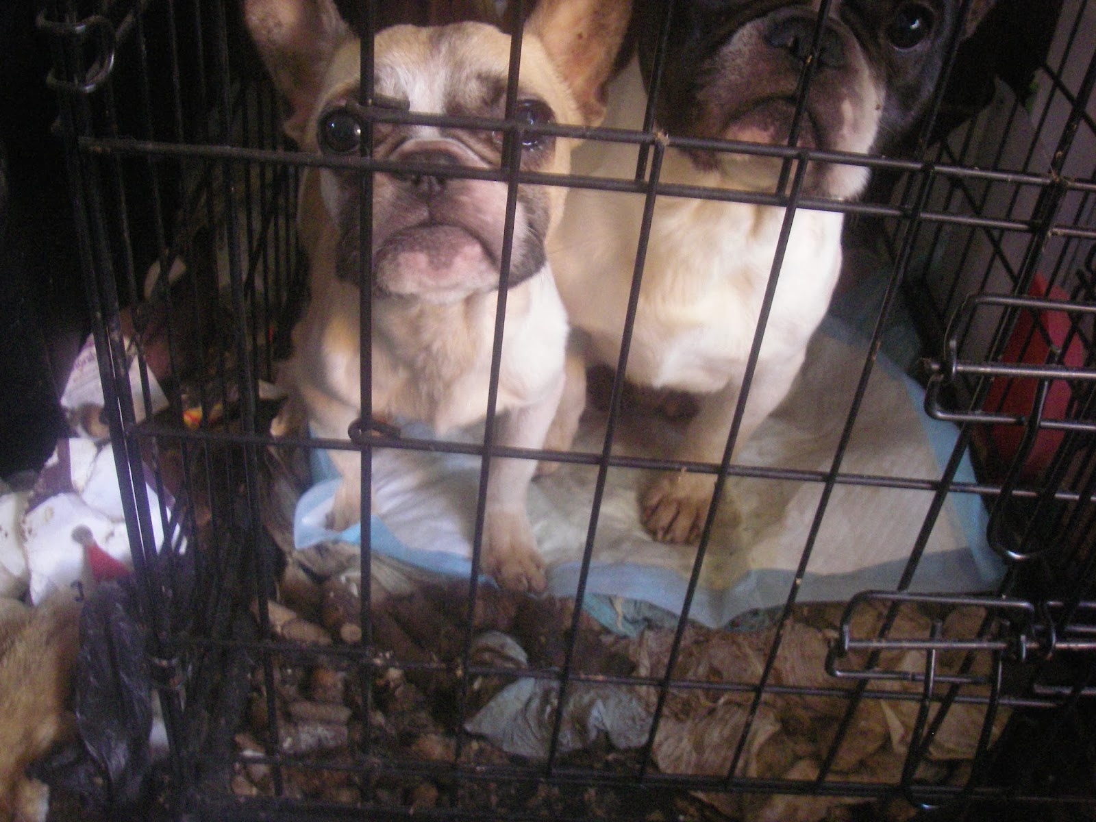 kc dog breeders