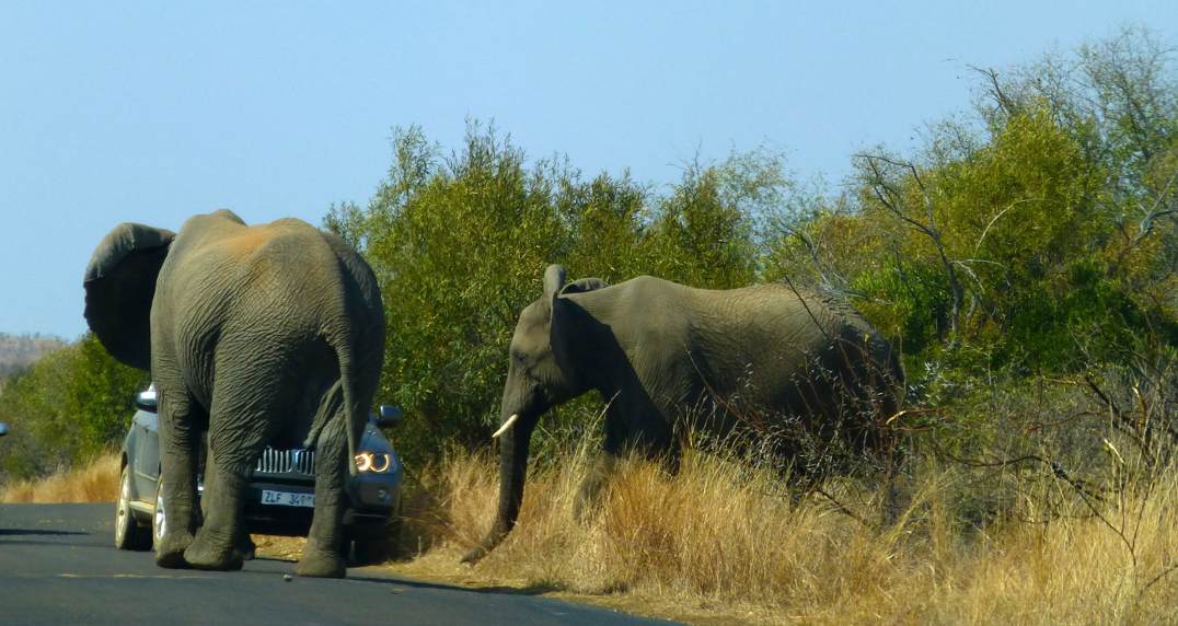 http://1.bp.blogspot.com/-f5NjTtBdv40/UiOB6qVKpwI/AAAAAAAAE4k/OAz005Sgstk/s1600/elephant-charging-car.jpg