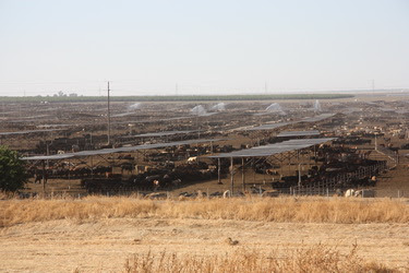 9成美國肉牛被飼養肥育場（feedlot）內，宛如「肉牛城」（cattle cities） 大型肥育場動輒圈養10萬隻以上的牛。(攝影:Eco Storm)