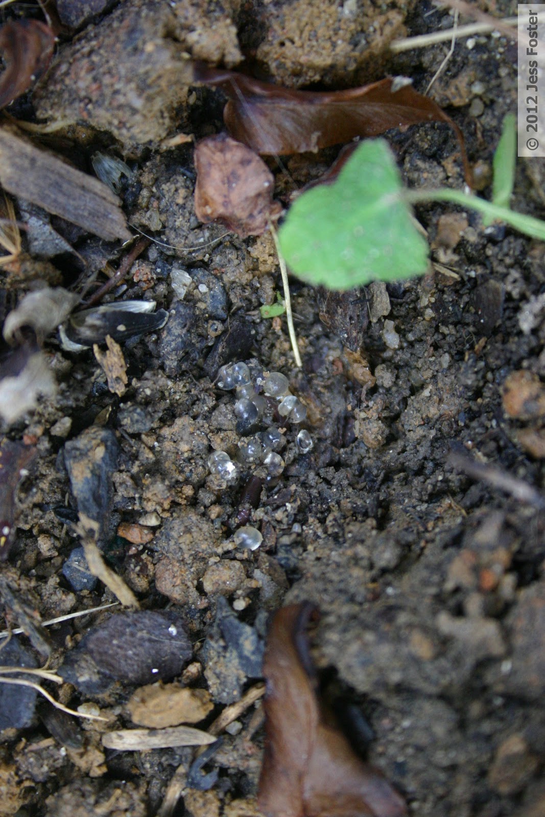 Sluggin' Along Slug Eggs Clutches 14, 15, & 16