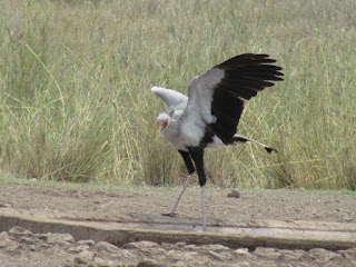 De secretarisvogel bij Crooks corner vangt zijn prooi door die met zijn lange poten dood te trappen. 