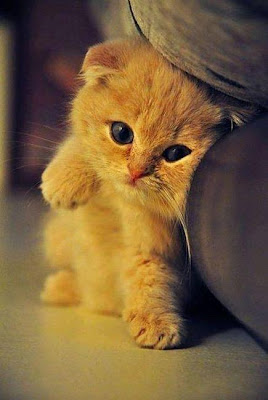 Animated Images: Cute Kitty