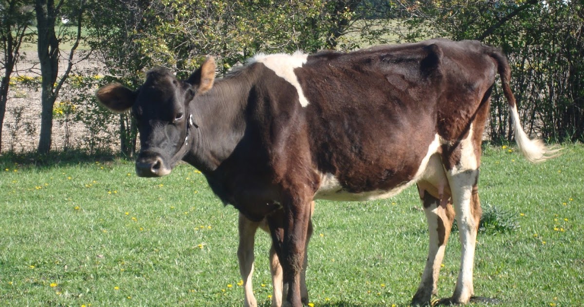 The Nikiverse: basic bovine anatomy