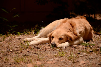 golden retriever sleeping in the sun