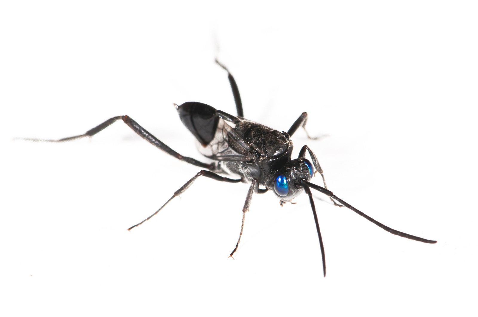 Real Monstrosities Ensign Wasp