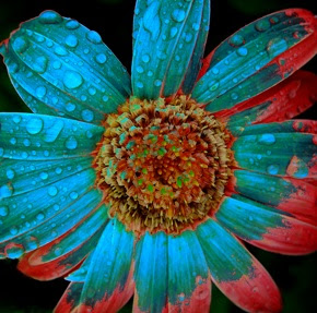 Blue Tropical Flowers