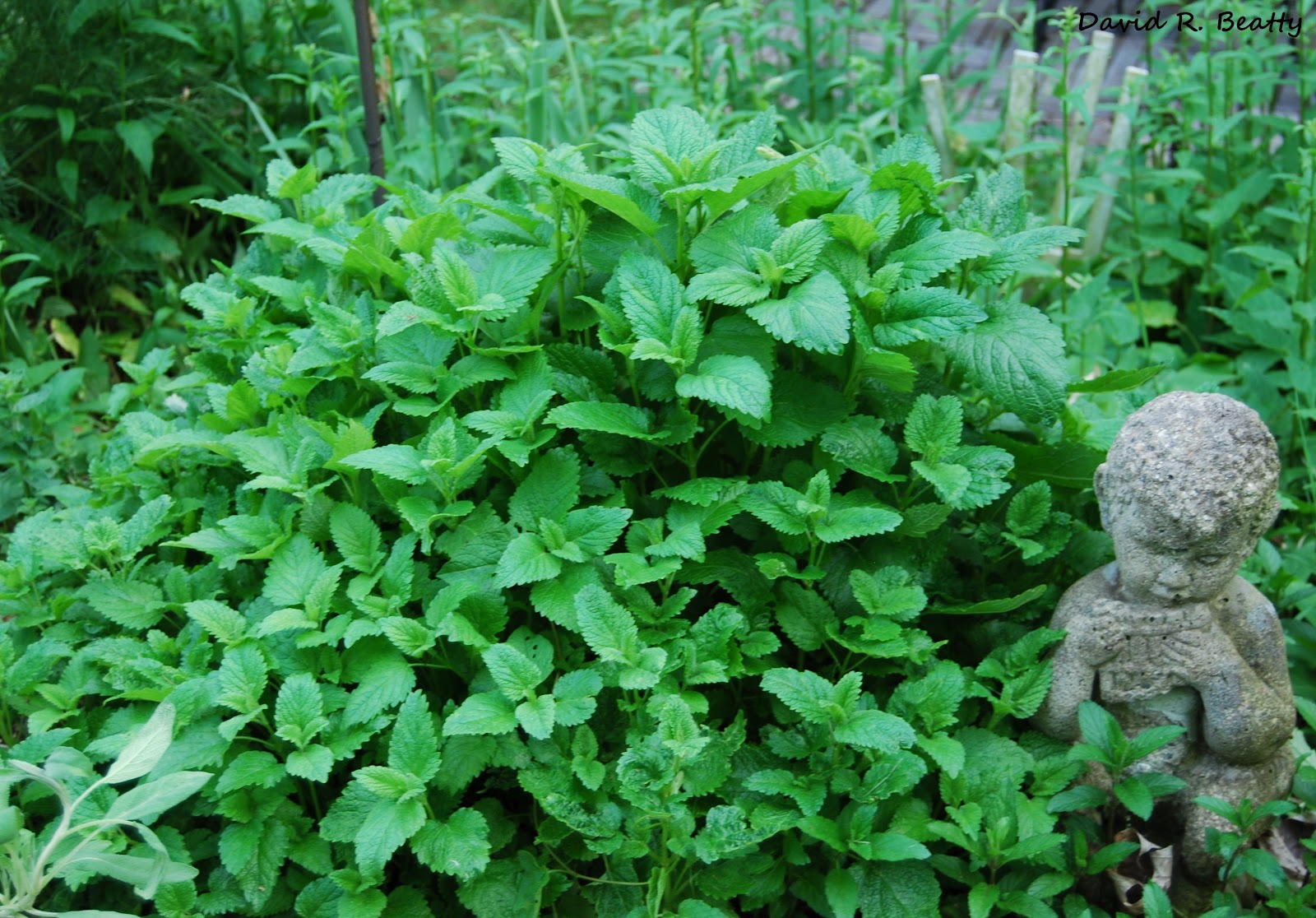 Herbal Remedies at Home HERBS FOR INSOMNIA