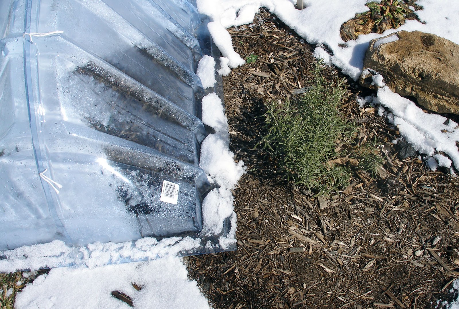 Living the Frugal Life Overwintering Rosemary in Zone 6