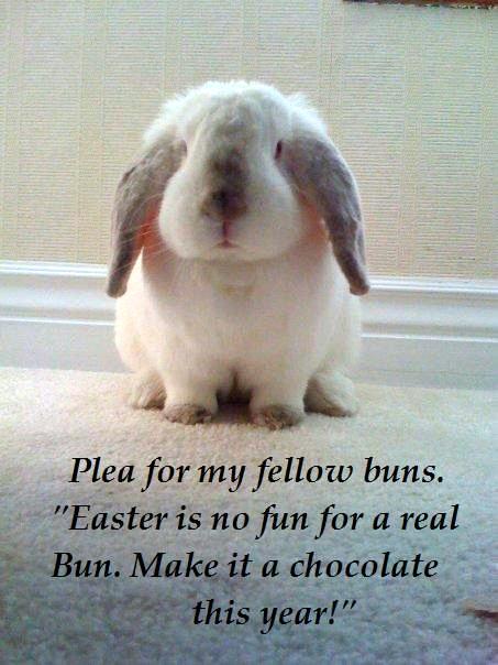 Rabbit Ramblings: Monday Meme*day -- Rabbits at Risk for Easter (Part 2)