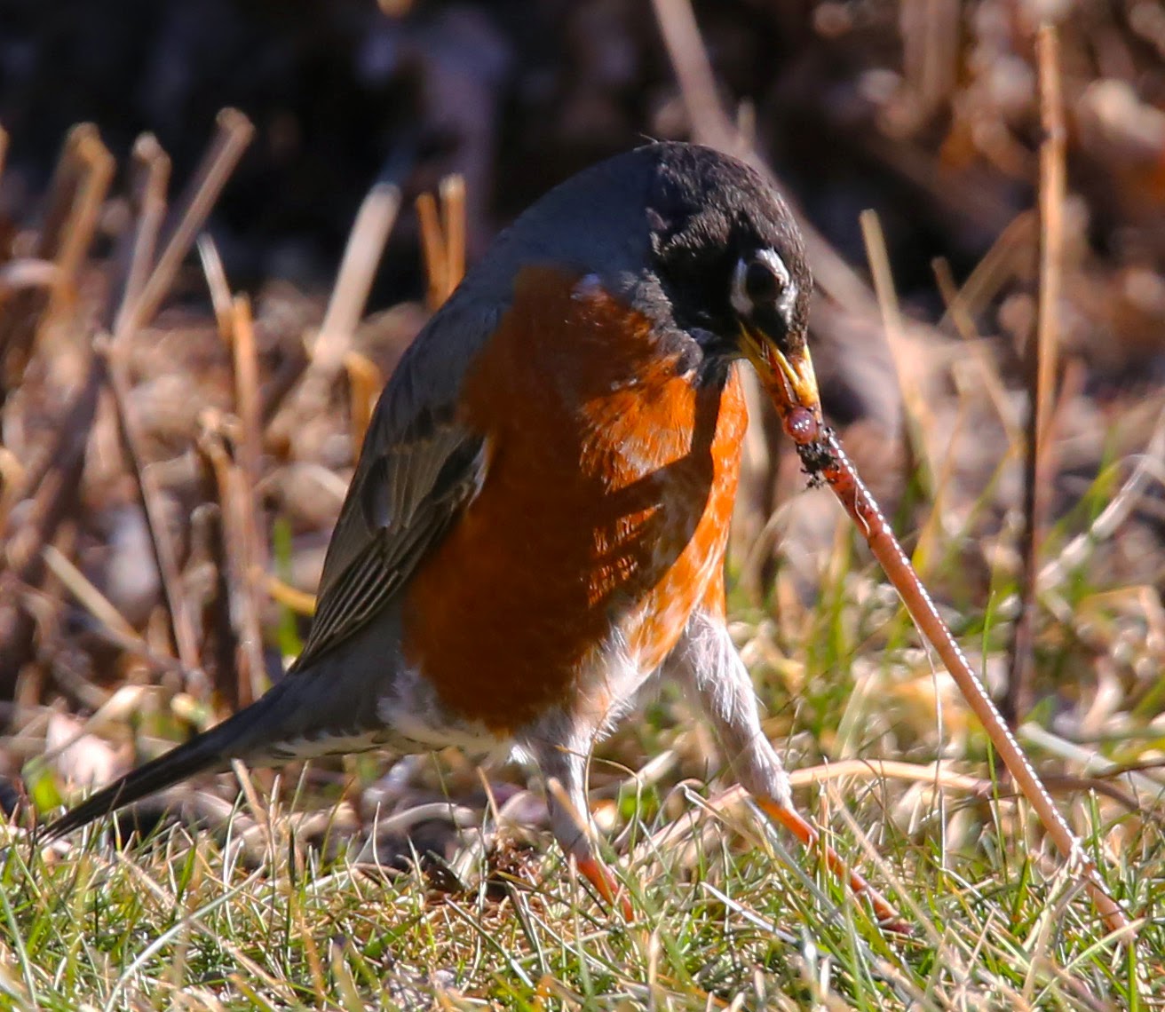 American robin - Wikipedia