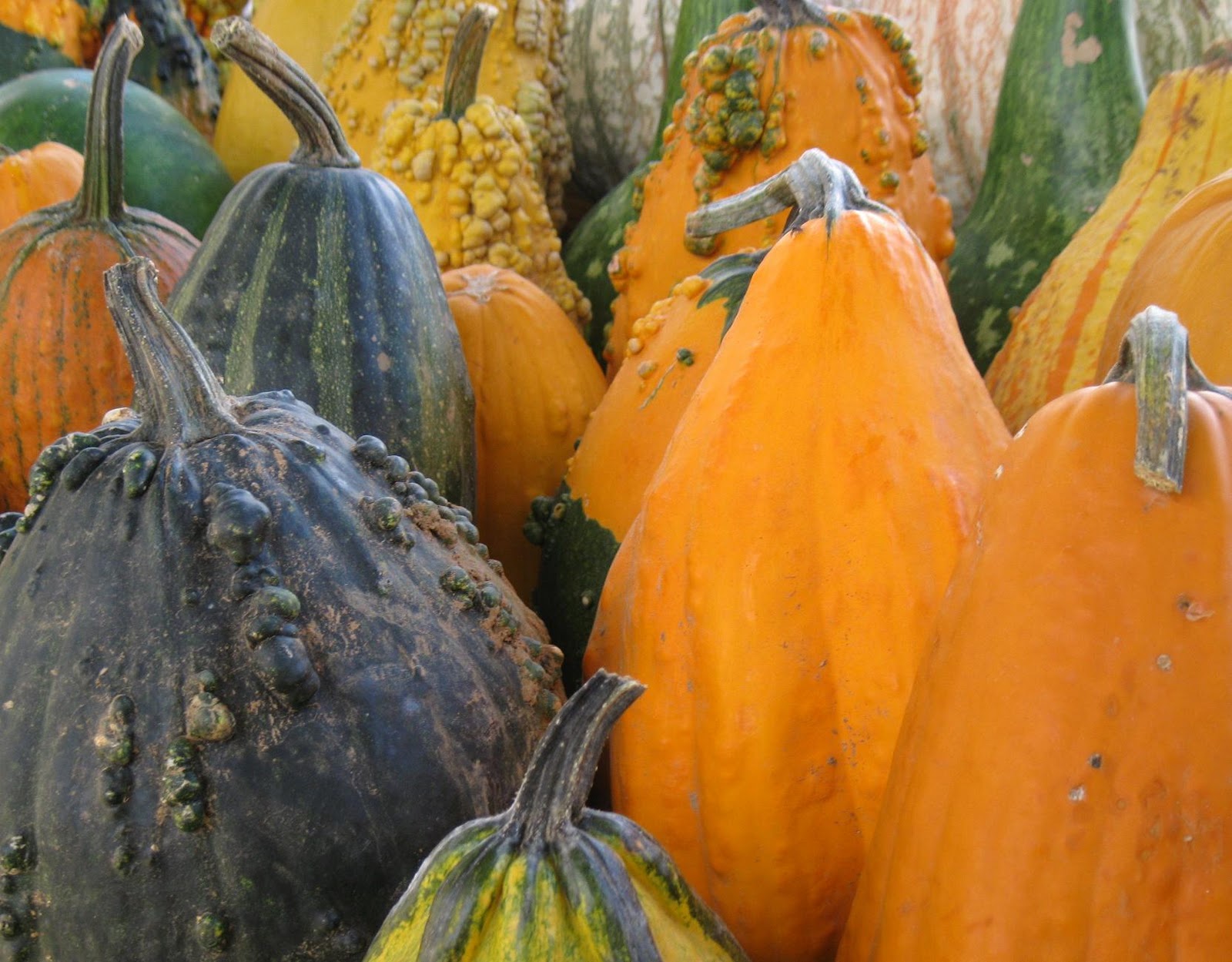 Mater Natura Designs GOURDS, PUMPKINS OR SQUASH?