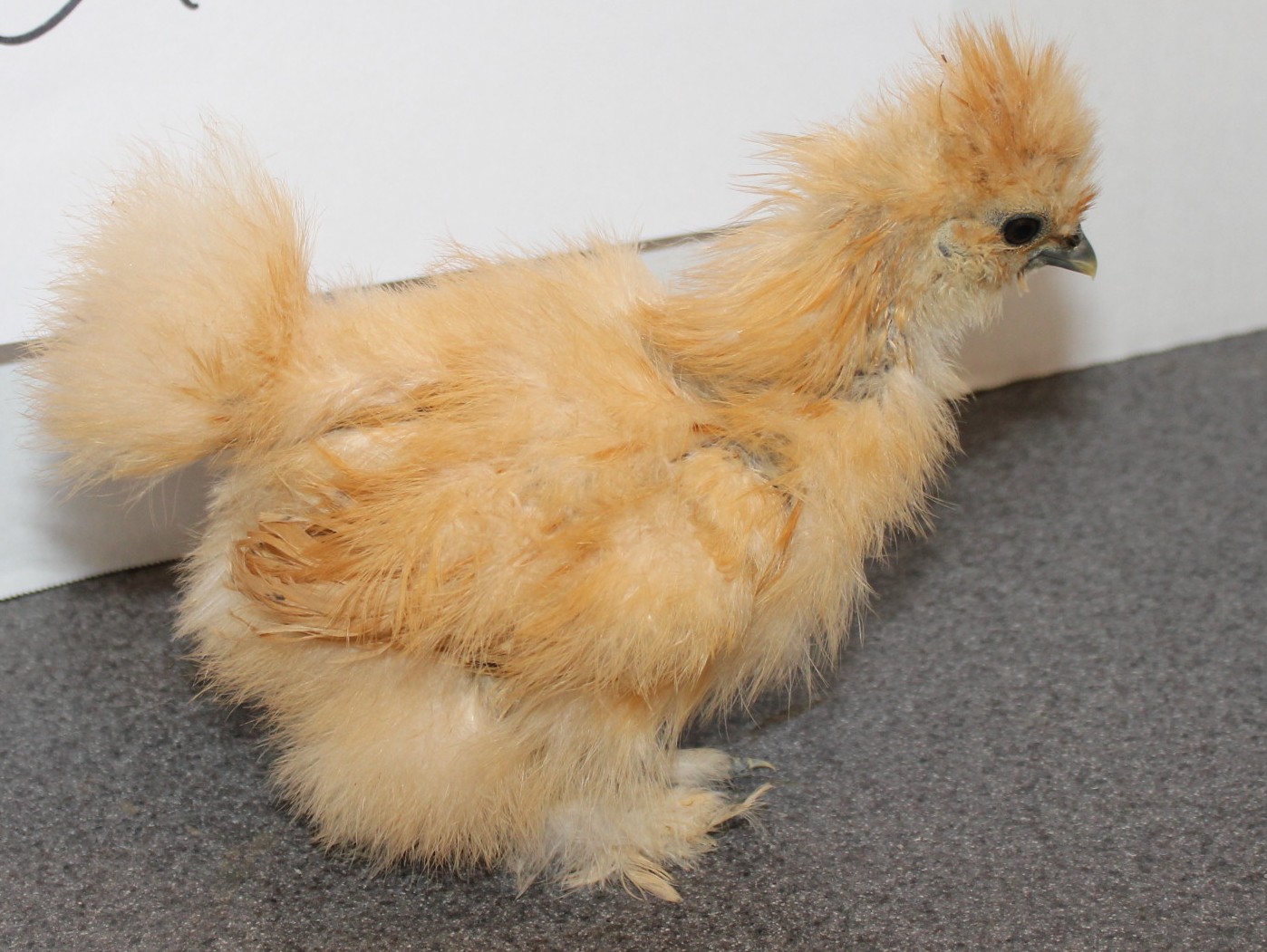 silkie-bearded-dragon-for-sale-2.jpg