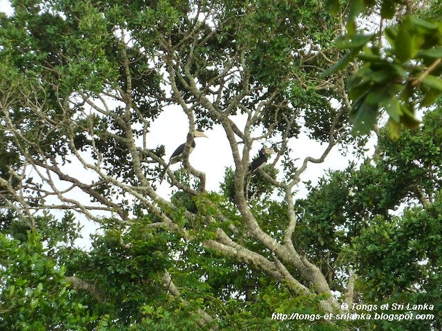 les oiseaux de Yala au Sri Lanka