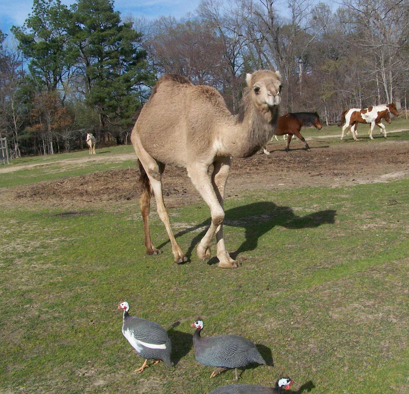 Poole's Potpourri Jubilee Zoo Blanchard, LA