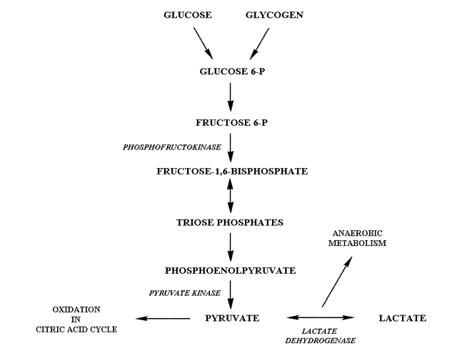 Glycolysis