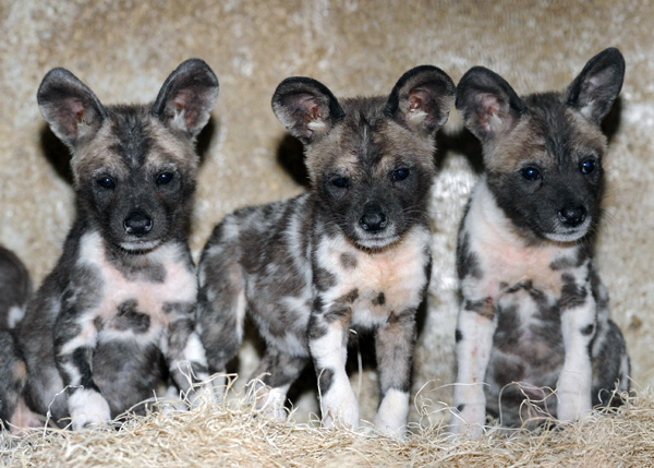 Wild dogs of africa ONLINE NEWS ICON