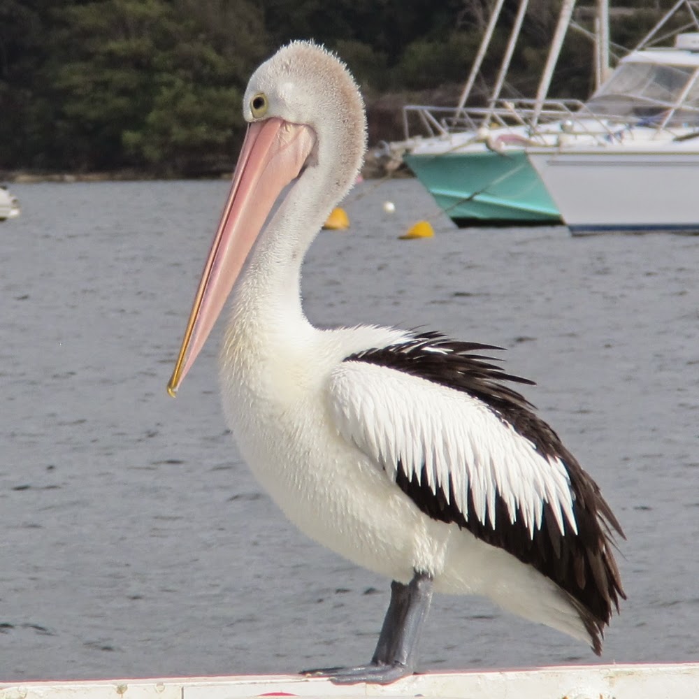 The Big Mouth Pelican Birds | Wallpapers Collection