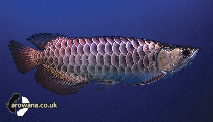 Crossbreeding Arowana Fish Picture