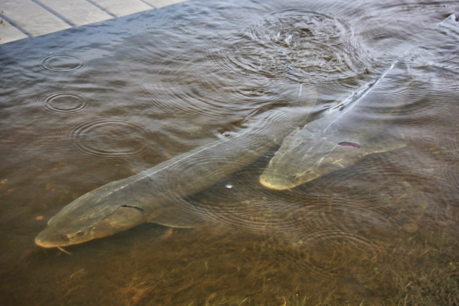 The Cabin Countess Sturgeon Spawning Season In Wisconsin