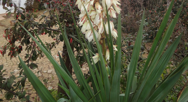 HOJAS DE LA YUCCA ALOIFOLIA