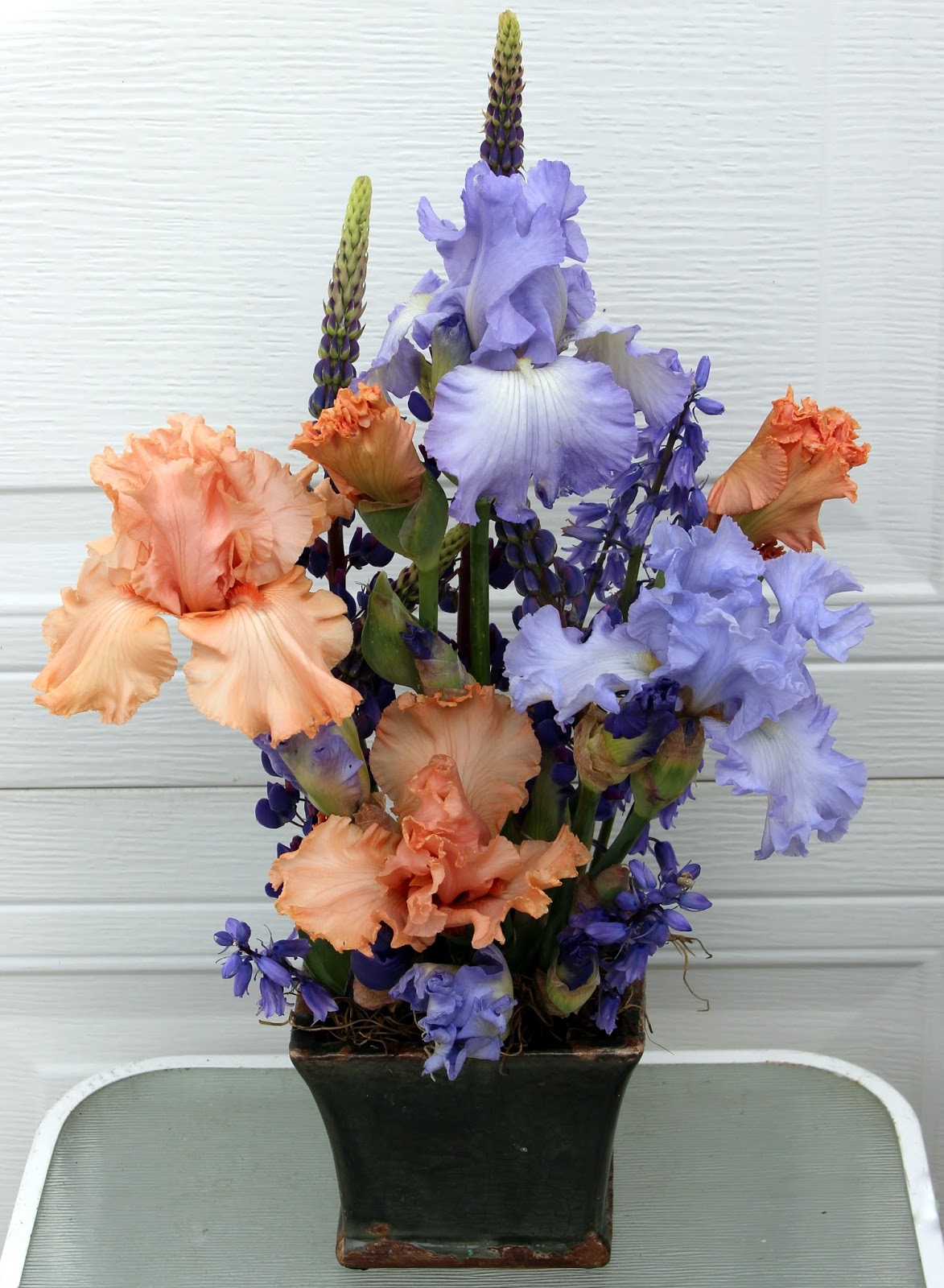 TALL BEARDED IRISES IN SPRING ARRANGEMENTS Inviting colors of Peach