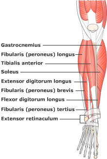 Straining Forward: Anatomy and Physiology: Mink and Human Muscle Shapes