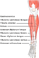Straining Forward: Anatomy and Physiology: Mink and Human Muscle Shapes