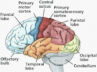 Brain Function Diagram Brain Function Diagram