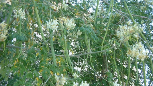 Image result for முருங்கை