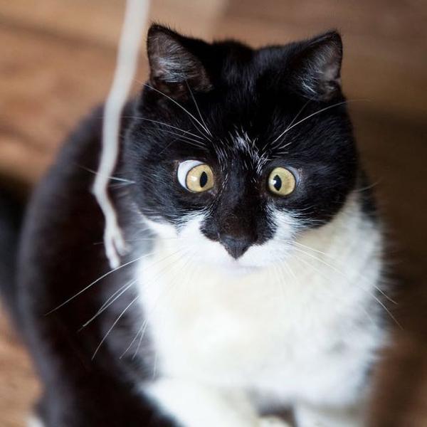 Косоглазый кот Оззи Косоглазый кот Оззи