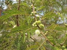 ipil tree