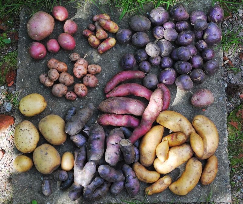 [Bild: 2_kartoffel_20130824.jpg]