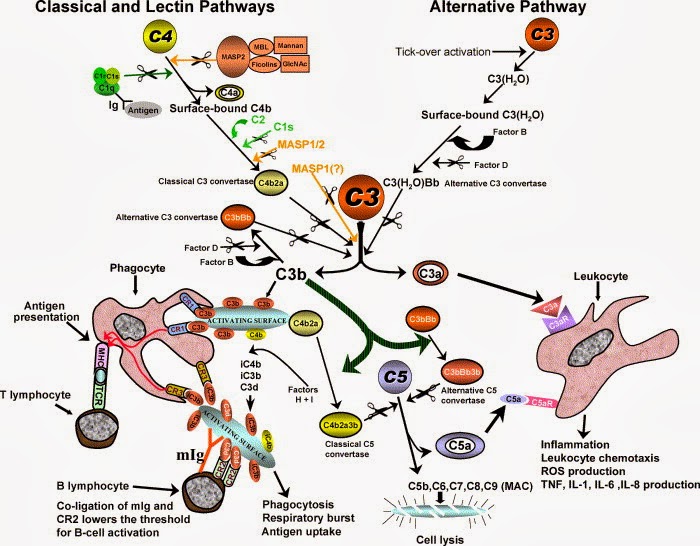 Opsonin Proteins; Opsonins