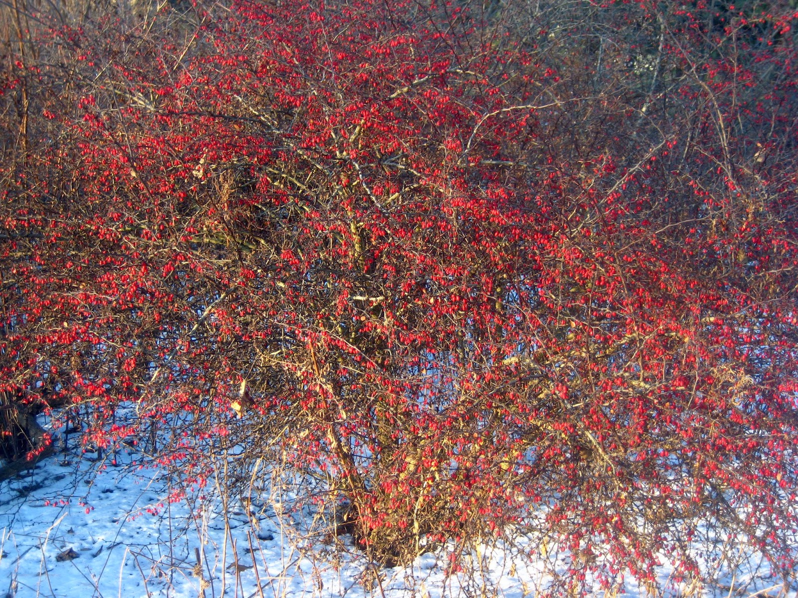 Meadow Muffin Gardens Add a Bit of Color to the Winter Landscape