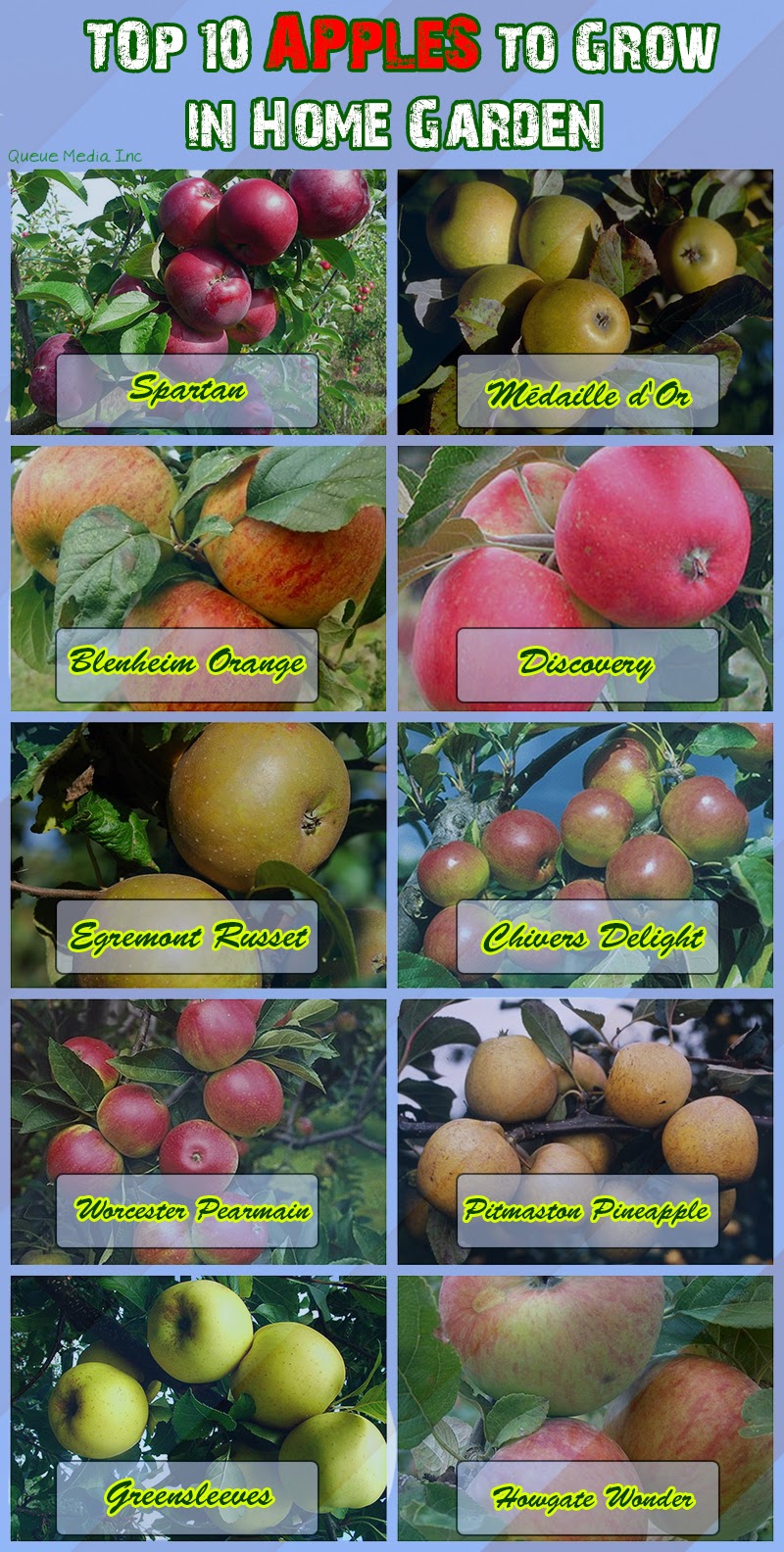 Garden and Farms Top 10 apples to grow in your garden
