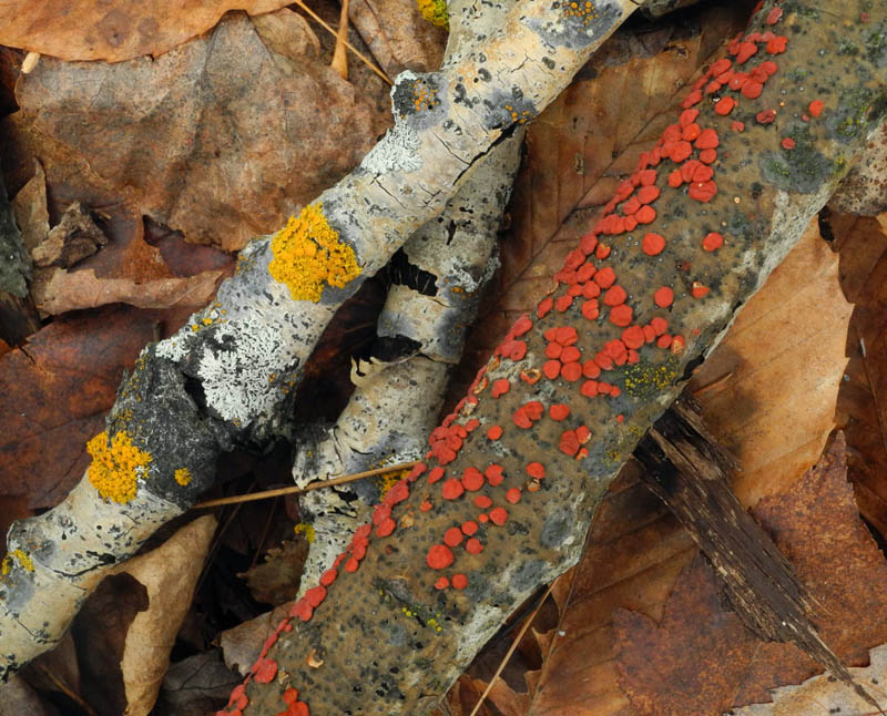 yellow-fungus-treatment.jpg