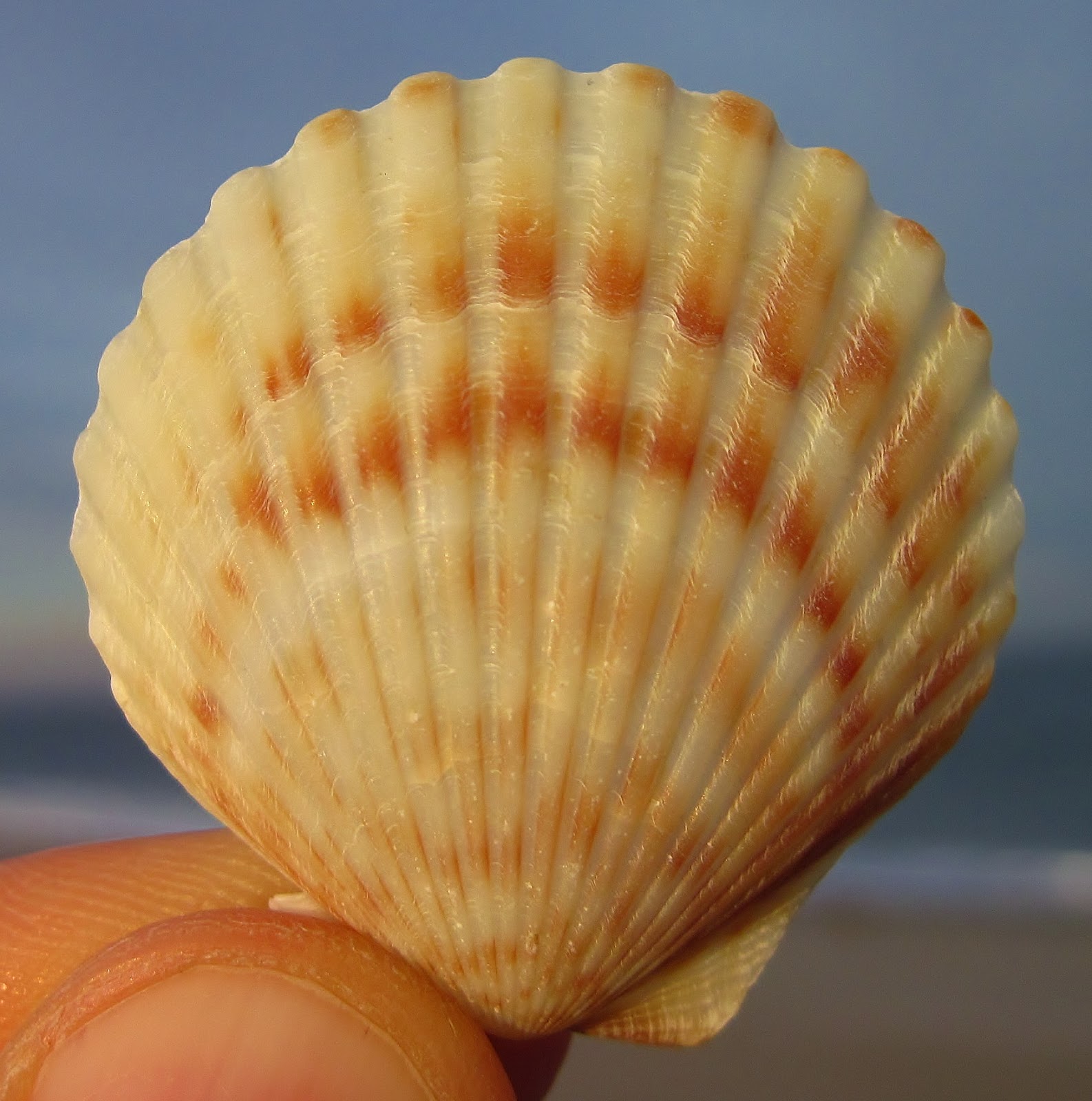 Nature on the Edge of New York City Bay Scallops' Colorful Complexion