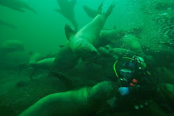 Nelson & Sea Lions