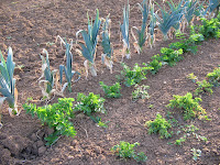 Leeks, parsley and celeriac to be dug from last year.
