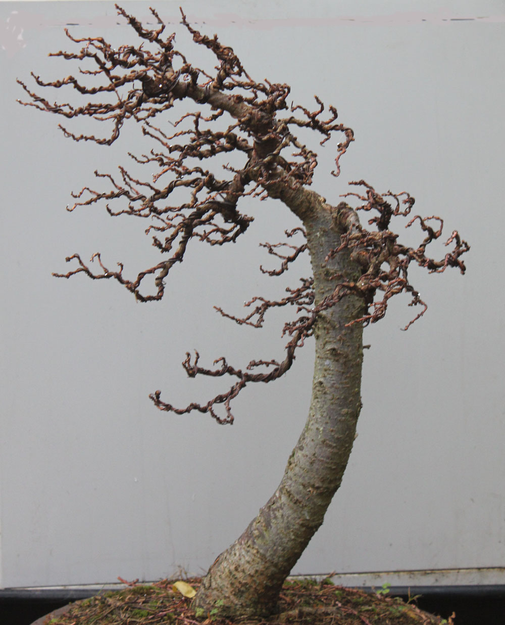 wildwoodbonsai: December 2011