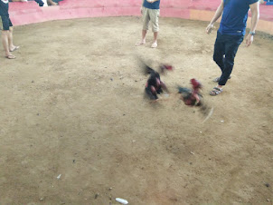 A "COCK FIGHT" in progress at "Cock Fight Stadium" in Vang Vieng.