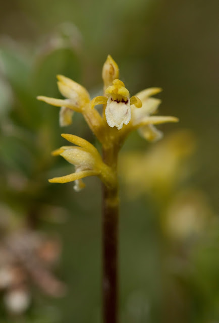 Coralroot Orchid - Sandscale Haws, Cumbria