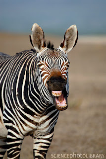 mountain zebra