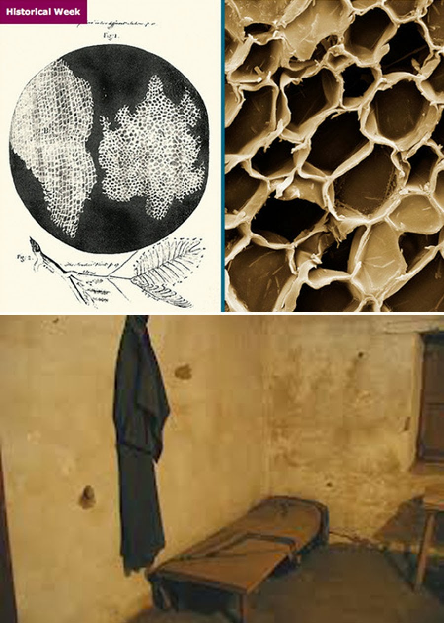 As Many Exceptions As Rules The Living Dead Living Or Dead?