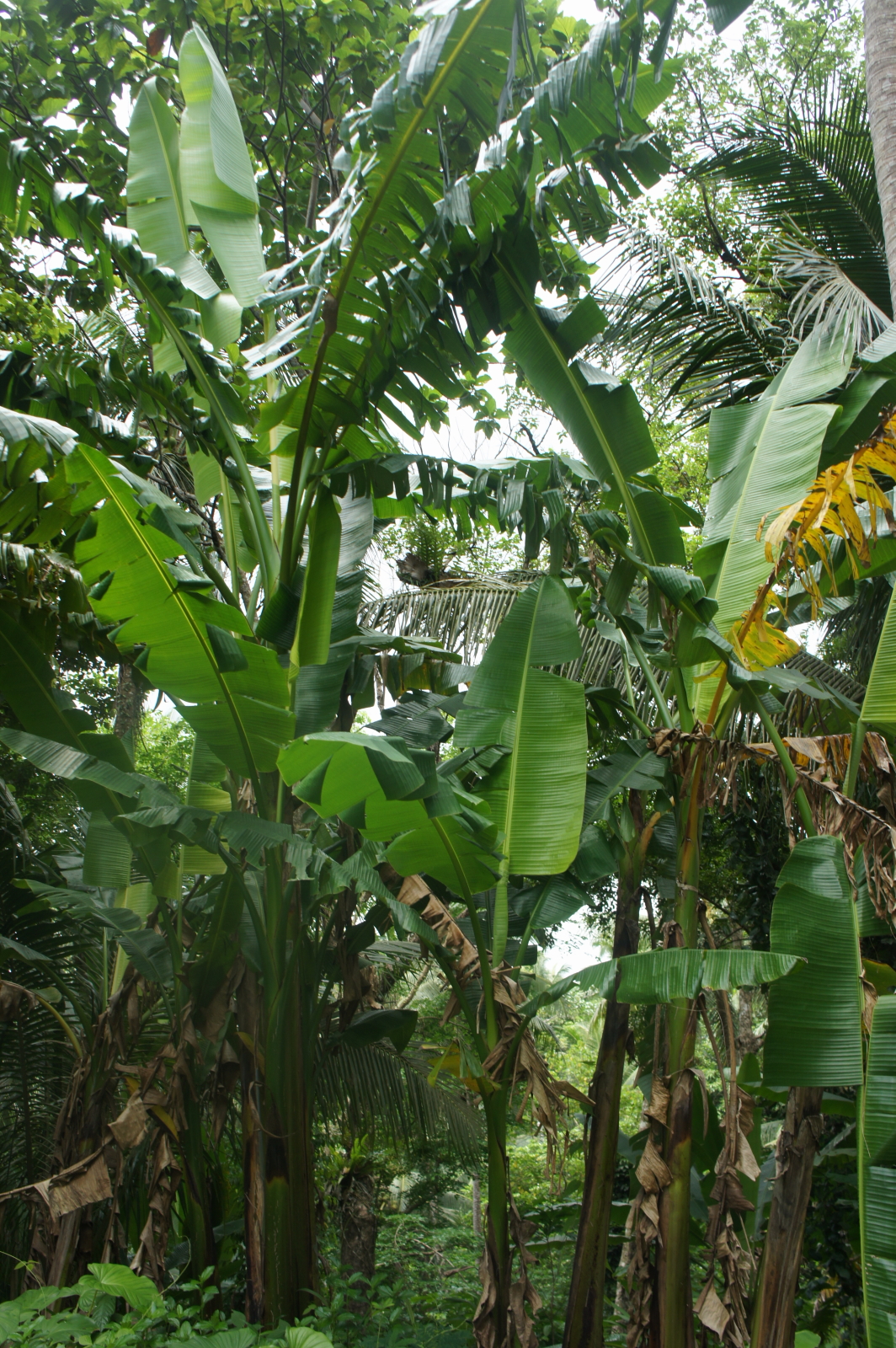 Awesome Bulusan! What saved the abaca of Odikin?
