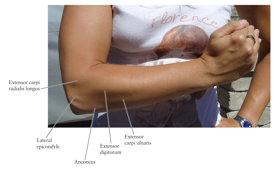 Human Anatomy for the Artist: September 2011