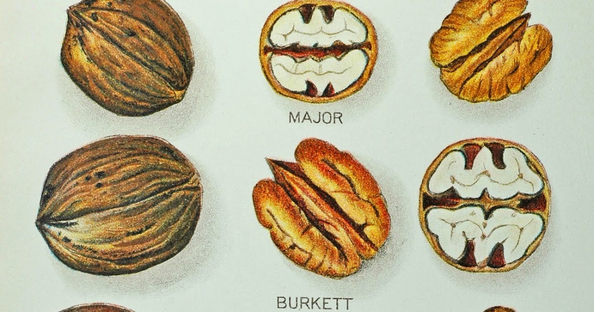 Northern Pecans The origins and history of Major pecan