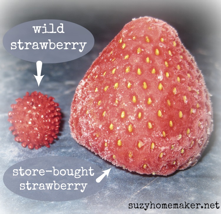 picking wild strawberries suzy+co