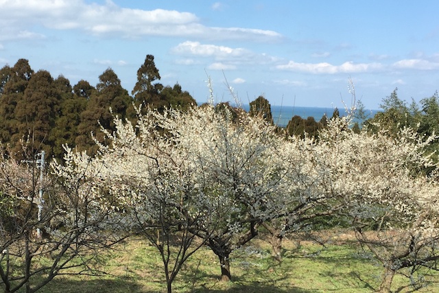 福岡ミミズ日記 果樹園にオリーブの木を植えてみよう 梅の木みたいに大きく育ってくれると嬉しい